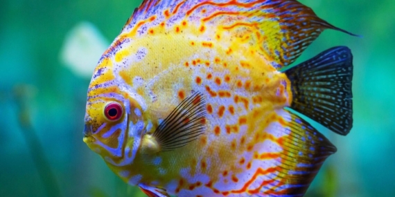 Ruyada Balik Gormek Nasil Yorumlanir